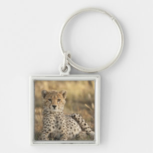 Chaveiro Guepardo, Acinonyx jubatus