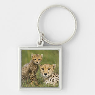 Chaveiro Guepardo, Acinonyx jubatus, com filhote