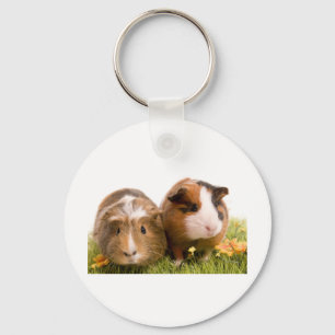 Chaveiro guinea pigs tem-se lawn