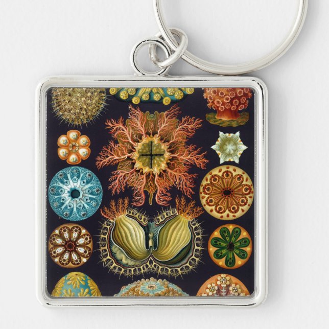 Chaveiro Haeckel (Frente)