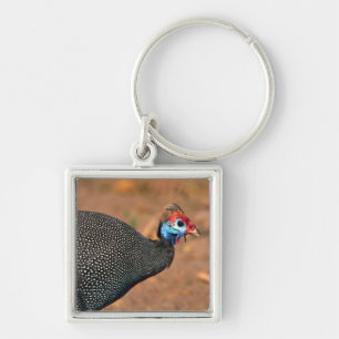 Chaveiro Helmeted Guiné Fowl (Numida meleagris). África,