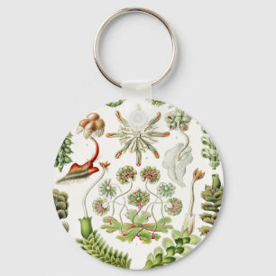 Chaveiro Hepaticae Lebermoose por Ernst Haeckel