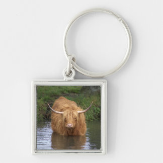 Chaveiro Highland Cattle