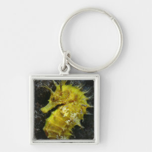 Chaveiro Hipocampo amarelo Guttulatus do cavalo marinho  