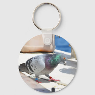 Chaveiro Homing Pigeon Em Um Iate
