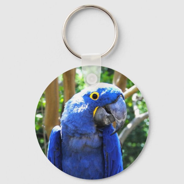 Chaveiro Hyacinth Macaw (Frente)