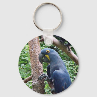 Chaveiro Hyacinth Macaw