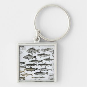 Chaveiro Ictiologias, peixes ósseos, Marisipobranchs