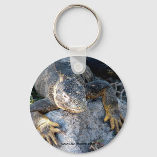 Chaveiro Iguana, plazas dos las de Islas, Galápagos