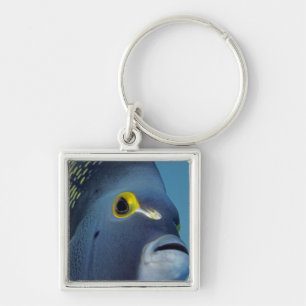Chaveiro Ilhas Cayman, Peixe-anjo-francês Pomacanthus
