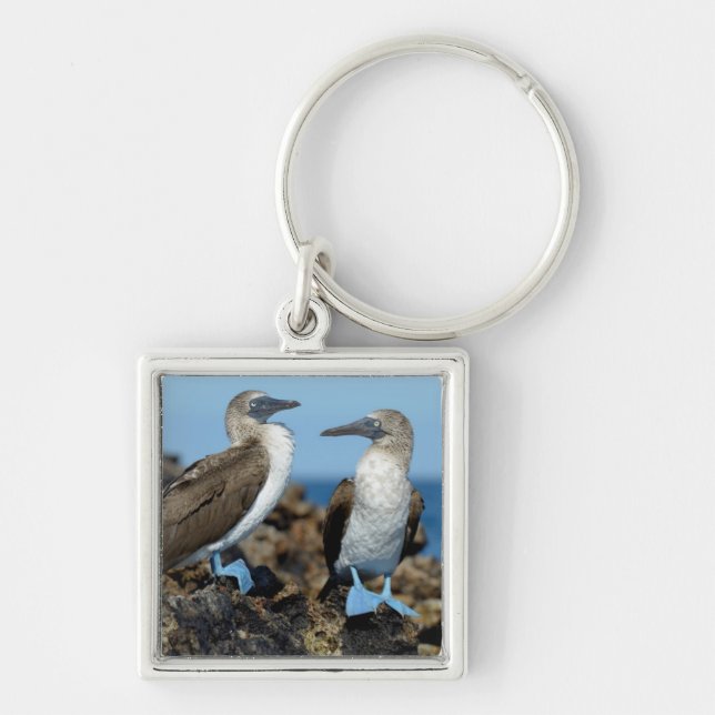 Chaveiro Ilhas Galápagos, Ilha Isabela (Frente)