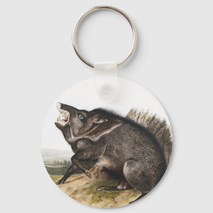 Chaveiro Ilustração Collared Peccary Dycoteles torquatus