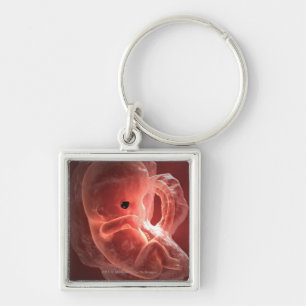 Chaveiro Ilustração de um embrião tornando-se
