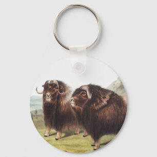 Chaveiro Ilustração Musk Ox (Ovibos moschatus)