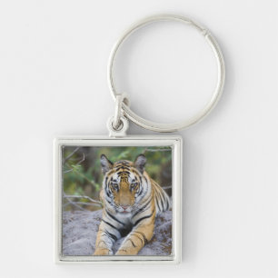 Chaveiro India, parque nacional de Bandhavgarh, filhote de