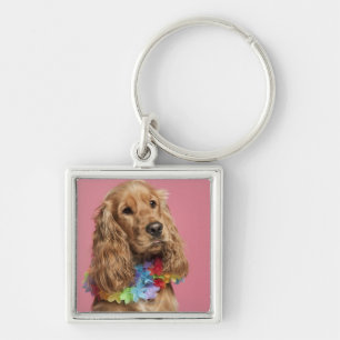 Chaveiro Inglês cocker spaniel (10 meses velho)