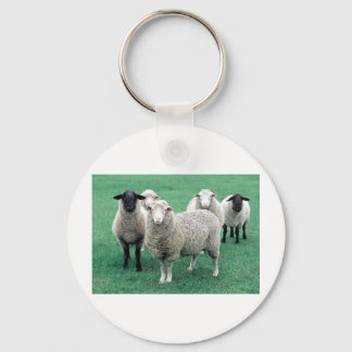 Chaveiro Iowa Sheep