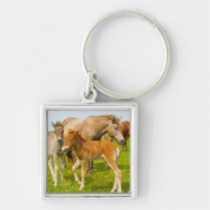 Chaveiro Islândia. Dyrholaey. Potros de cavalo islandês