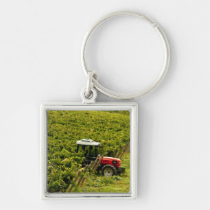 Chaveiro Itália, Toscana, Greve. Colhedores trabalhando dur
