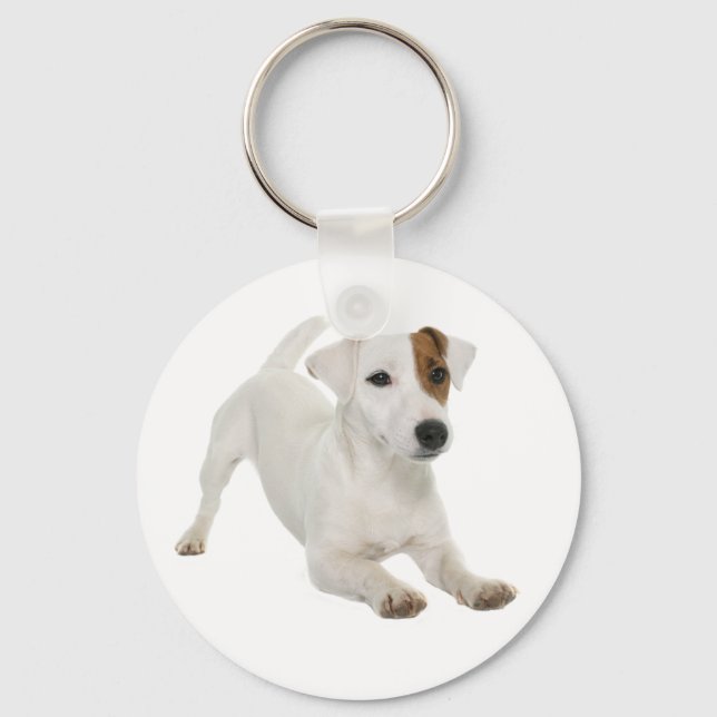 Chaveiro Jack Russell Terrier White E Brown Puppy Dog (Frente)