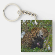 Jaguares Apaixonados