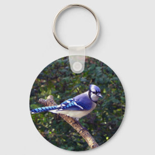 Chaveiro Jay azul bonito