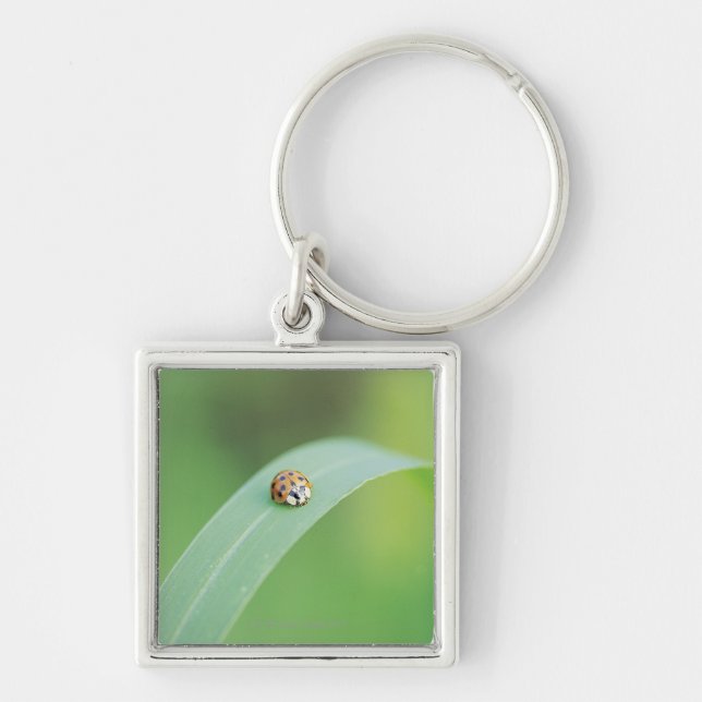 Chaveiro Joaninha de Brown (Frente)