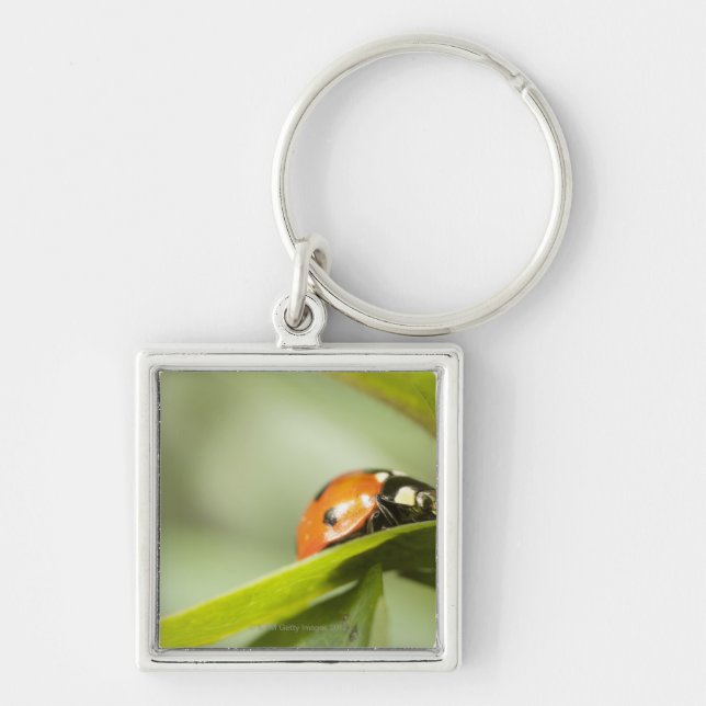 Chaveiro Joaninha na folha, joaninha na folha (Frente)