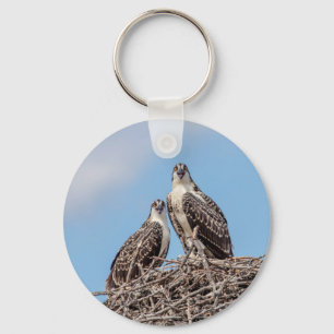 Chaveiro Juvenil Osprey no ninho