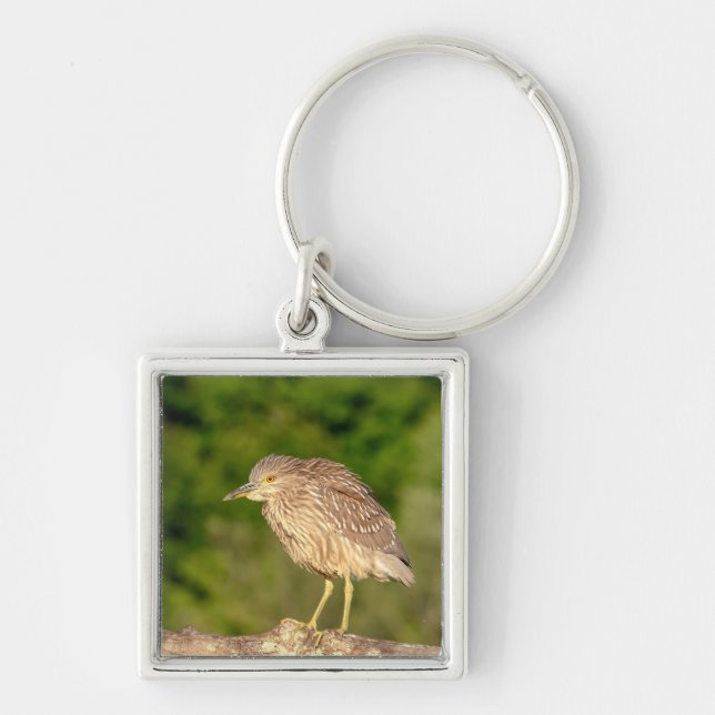 Chaveiro Juvenile Black Crowned Night Heron (Frente)