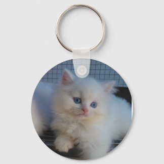 CHAVEIRO KITTEN PERSIAN, UM GATO BRANCO