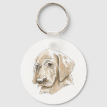 Lab Amarelo Cachorro Adorável