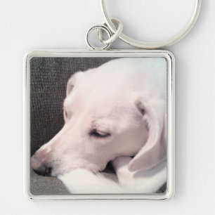Chaveiro Labrador Branco Bonito Dormindo, Mix Dog
