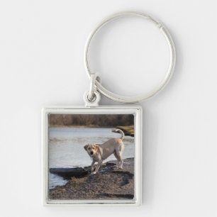 Chaveiro Labrador branco perto de um lago
