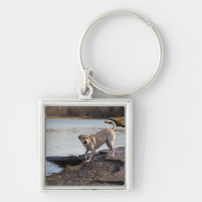 Chaveiro Labrador branco perto de um lago (Frente)