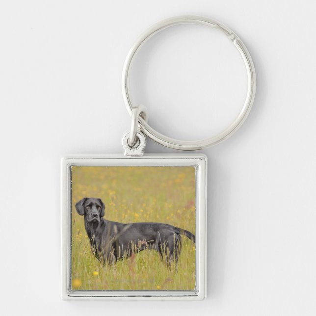 Chaveiro Labrador preto 16 meses 2 (Frente)