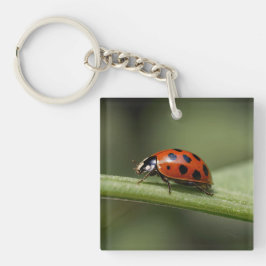 Chaveiro Ladybug Insect