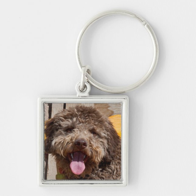 Chaveiro Lagotto Romagnolo Deitado Em Uma Bancada De Madeir (Frente)
