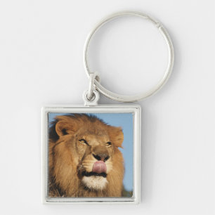 Chaveiro Leão-africano (Panthera Leo), savana africana