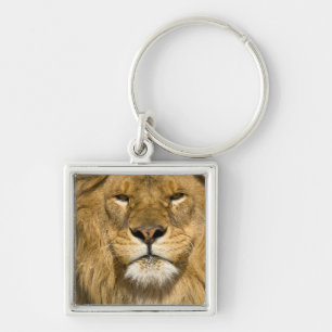 Chaveiro Leão Berbere Africano, Panthera leo leo, um dos