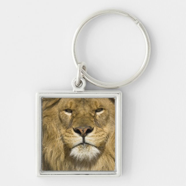 Chaveiro Leão Berbere Africano, Panthera leo leo, um dos (Frente)