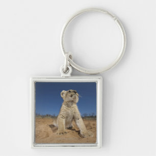 Chaveiro Leão Cub (Panthera Leo) que senta-se na areia,
