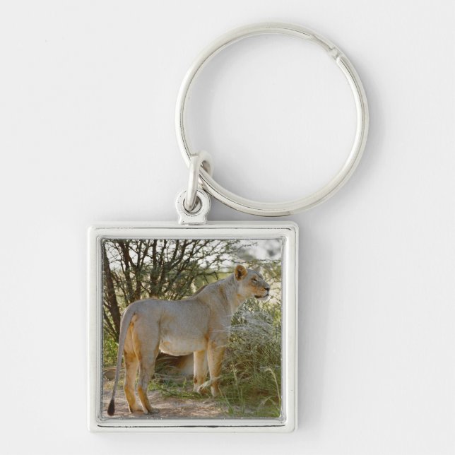 Chaveiro leão da leoa, Panthera leo, Kgalagadi (Frente)