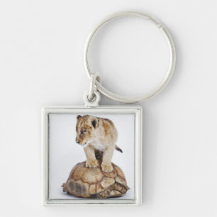 Chaveiro Leão do bebê que está na tartaruga, fundo branc