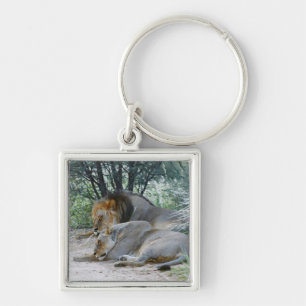 Chaveiro leão do sono e leoa masculinos, Panthera leo,