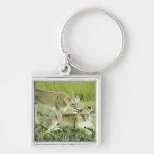 Chaveiro Leão e leoa, África