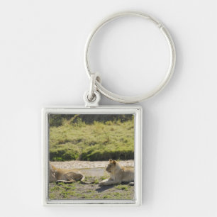 Chaveiro leão (Panthera leo), leoa de dois jovens, Masai