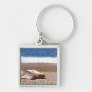 Chaveiro Leões de mar que descansam na praia