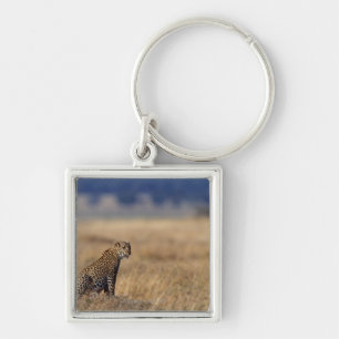 Chaveiro Leopardo africano nas pastagem, Kenya, África