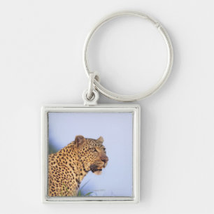 Chaveiro Leopardo do homem adulto (pardus do Panthera)